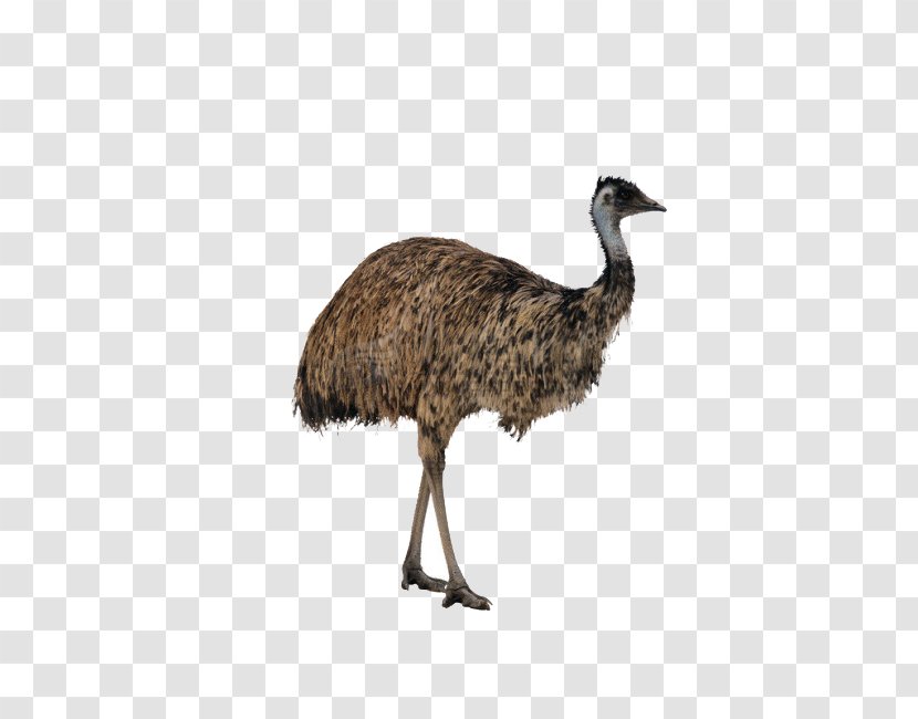 Common Ostrich Palaeognathae Struthioniformes Kiwis Ratite - Emu - Large Animals Transparent PNG