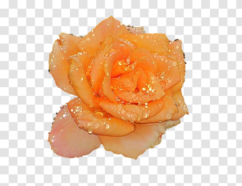 Garden Roses Water Flower Orange Peach - Coral Transparent PNG