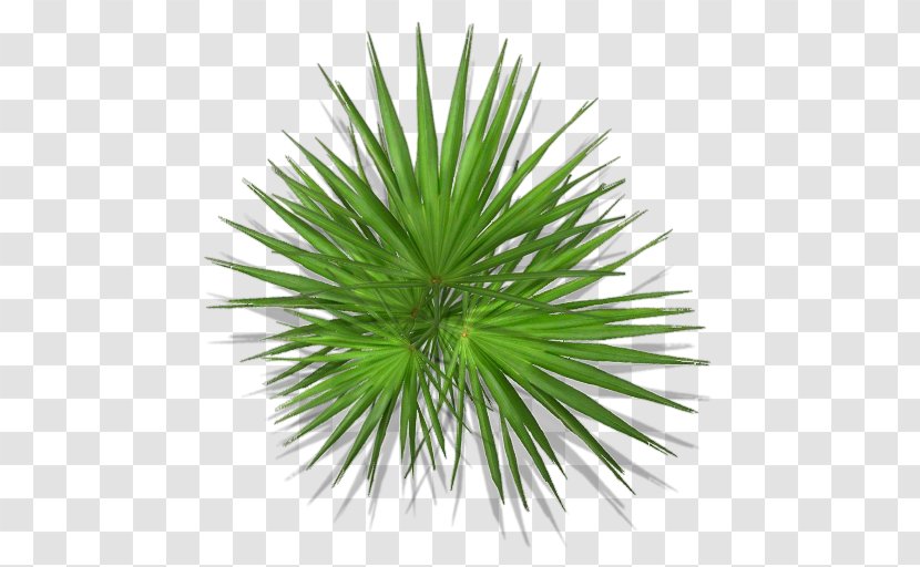 Arecaceae Asian Palmyra Palm Plant Flower Polyvore - Evergreen - Monstera Transparent PNG
