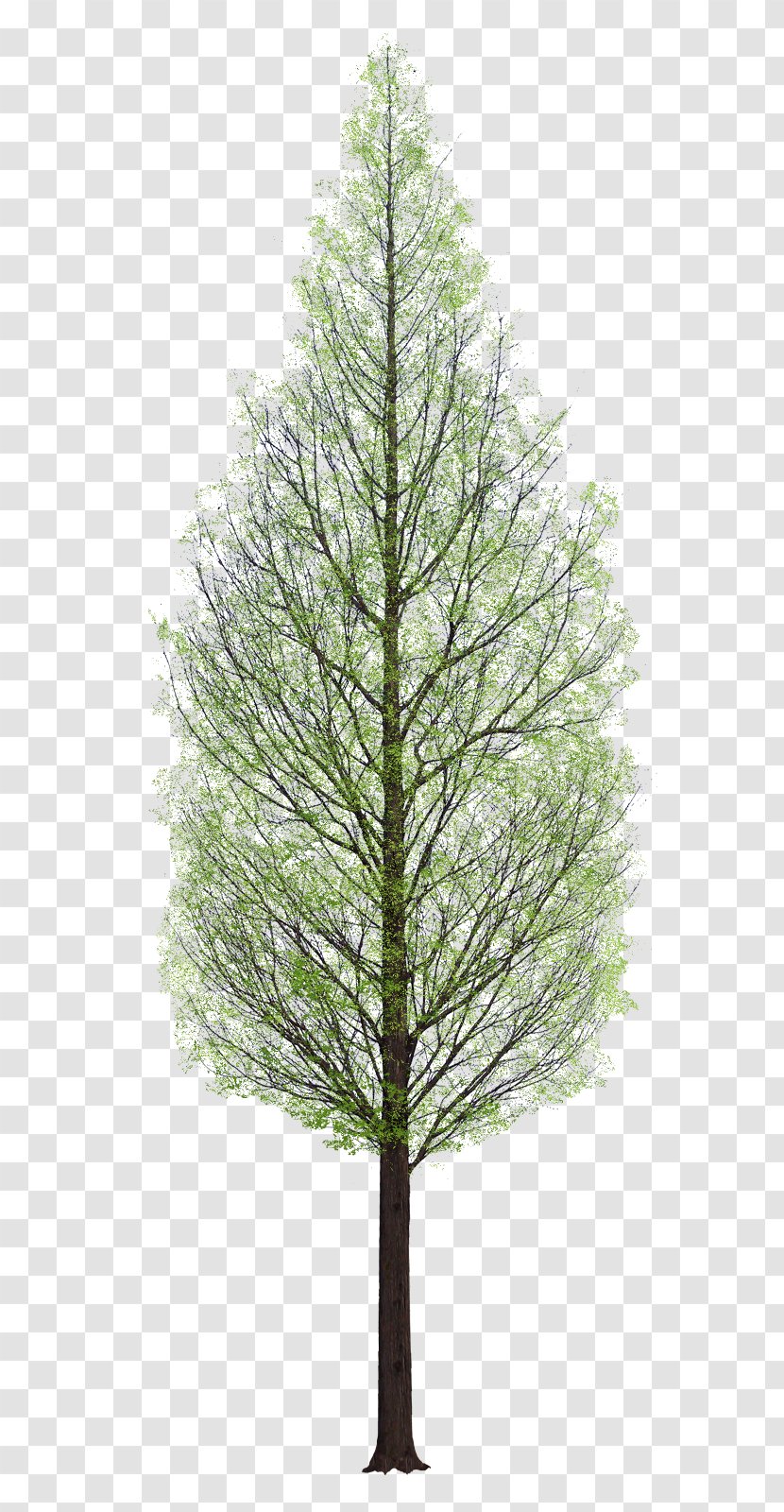Tree Architecture - Branch - Watercolor Transparent PNG