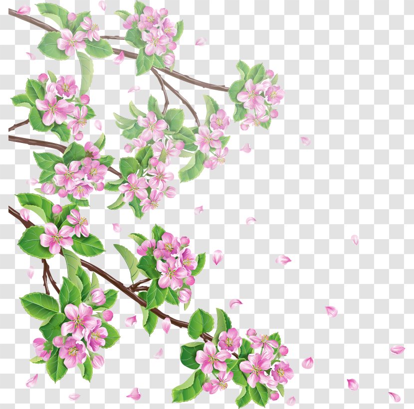Cherry Blossom Apple Branch Clip Art - Blossoms Transparent PNG
