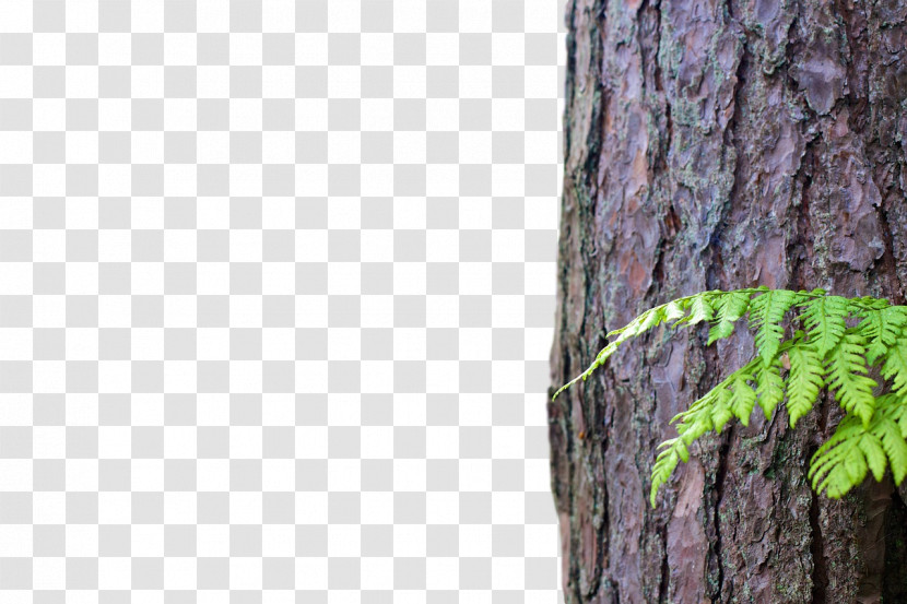 Trunk Tree Wood Twig Lumber Transparent PNG