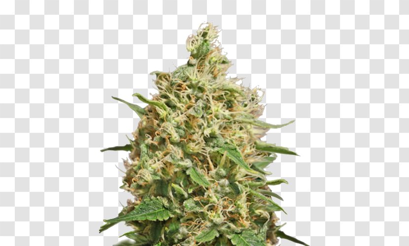 Cannabis Sativa Kush Medical Barneys Farm Shop - Seed Bank Transparent PNG