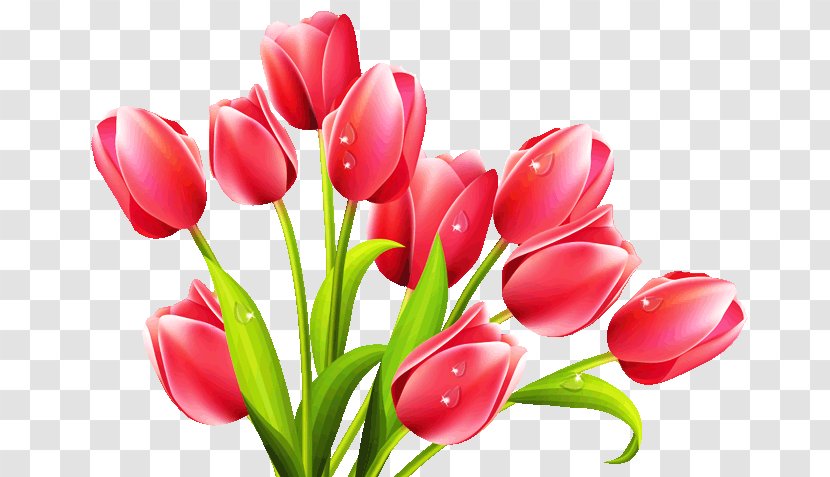 Flower - Tulip - Drawing Transparent PNG