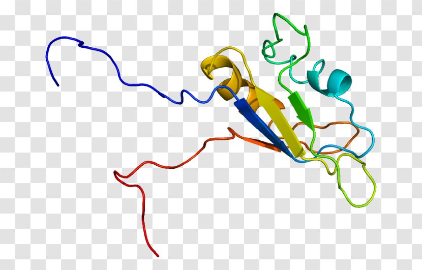 Ewing Sarcoma Breakpoint Region 1 RNA-binding Protein Gene - Heart - Frame Transparent PNG