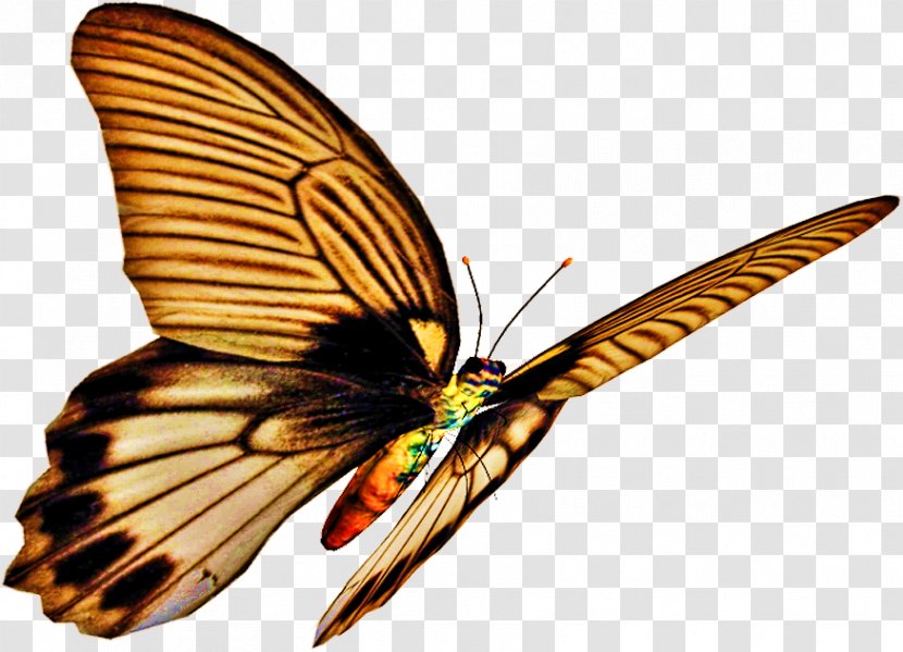 Monarch Butterfly Pieridae Gossamer-winged Butterflies Moth - Cartoon Transparent PNG