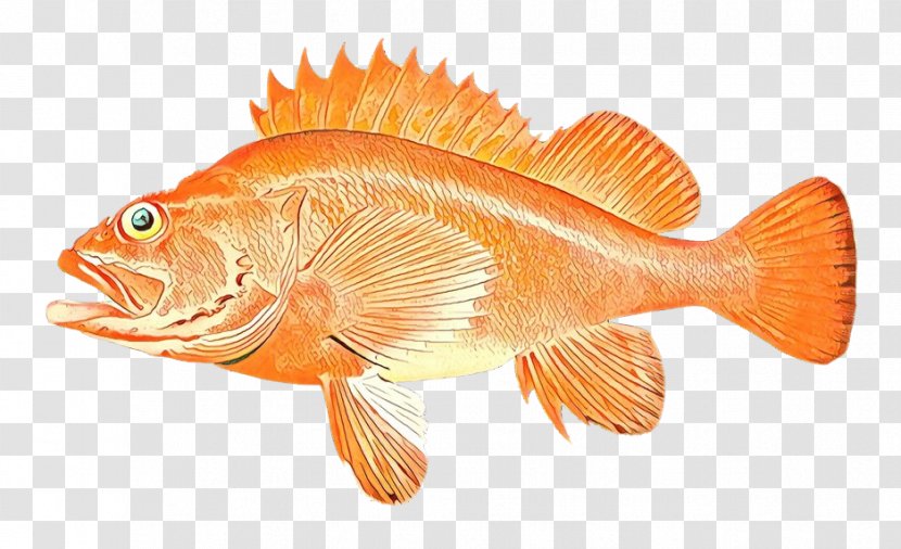 Orange - Fish Products - Rock Cod Transparent PNG