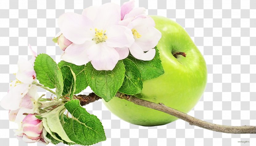 Flower Plant Pink Apple Leaf - Fruit - Malus Blossom Transparent PNG