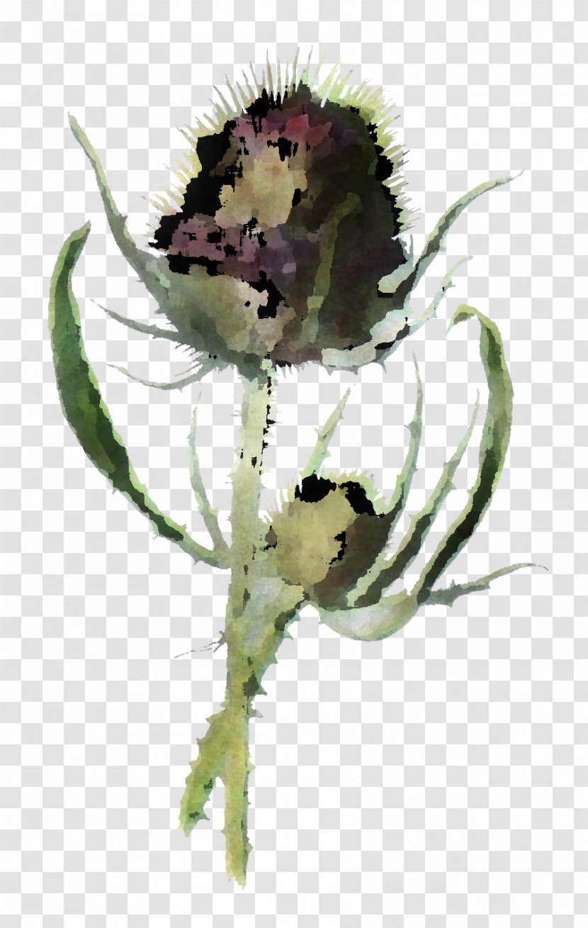 Sunflower - Watercolor Paint - Drawing Transparent PNG