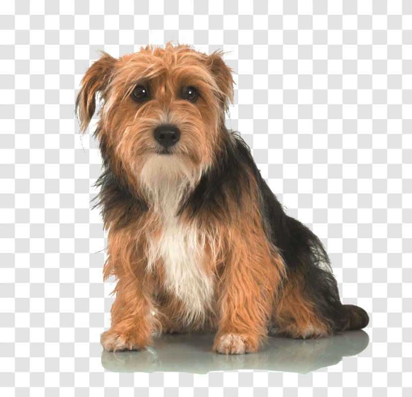 Norwich Terrier Yorkshire Glen Of Imaal Norfolk Australian Silky - Rare Breed Dog - Puppy Transparent PNG