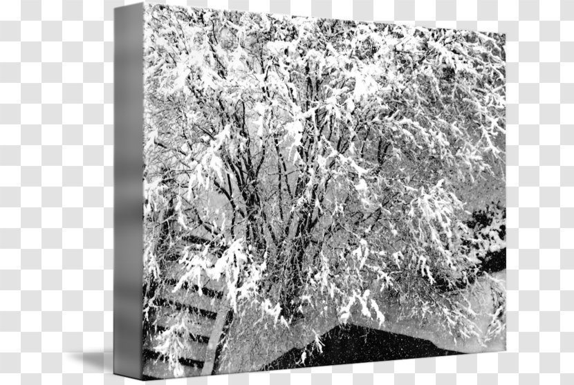 Gallery Wrap Canvas Stock Photography Art - Tree - Jackson Pollock Transparent PNG