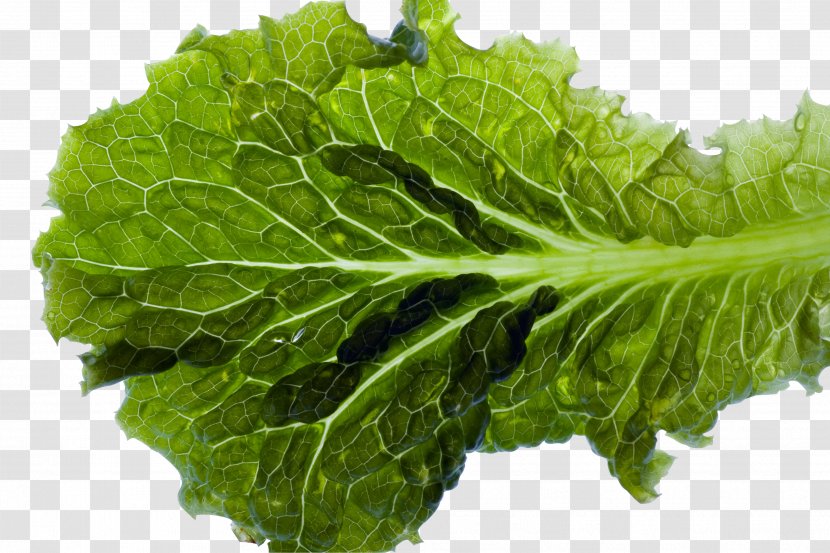 Romaine Lettuce Leaf Food - Endive - Vegetable Picture Transparent PNG