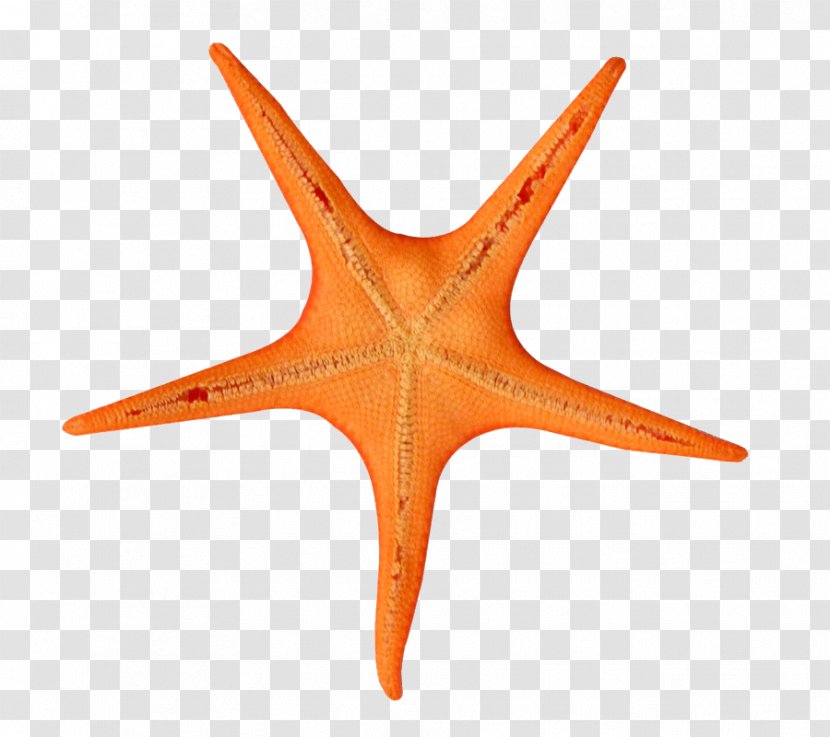 Orange - Star Transparent PNG