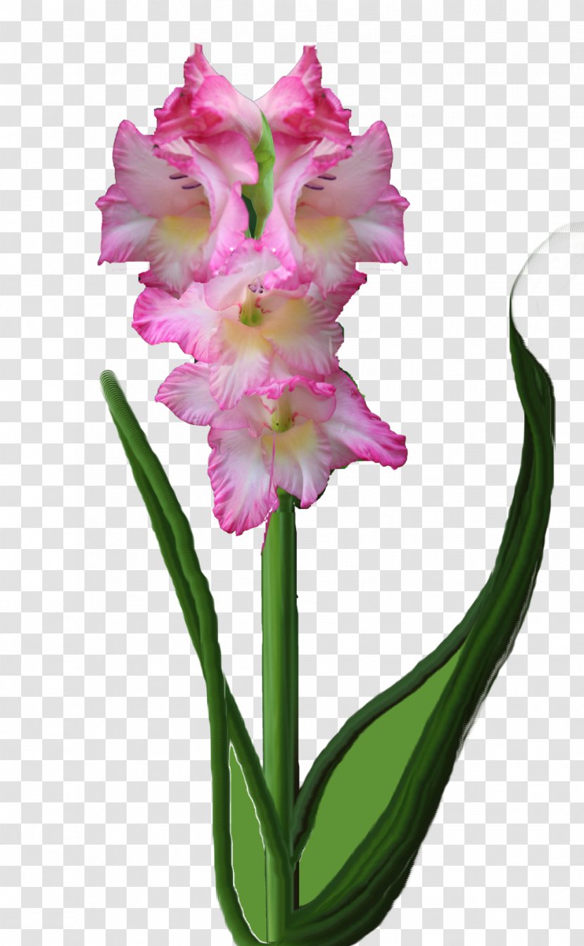 Flowering Plant Cut Flowers Stem - Gladiolus Transparent PNG