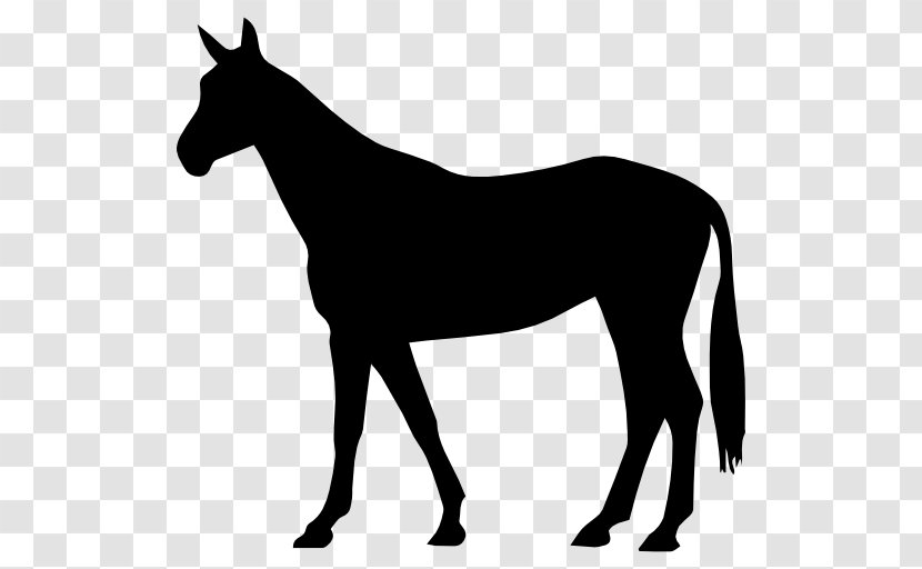 Arabian Horse American Quarter Black Forest Stallion Percheron - Western Pleasure - Standing Transparent PNG