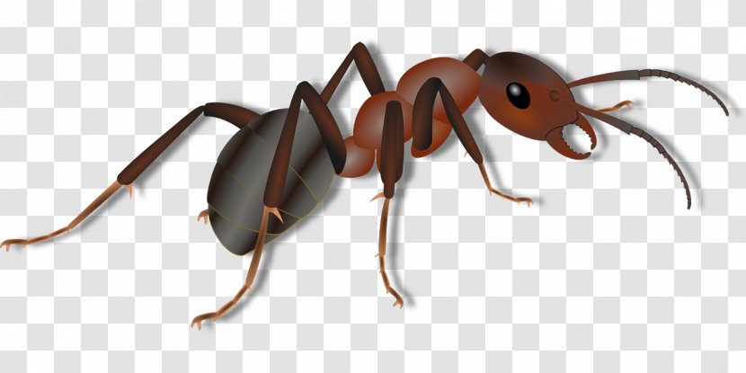 Ant Clip Art - Invertebrate - Lenses Transparent PNG