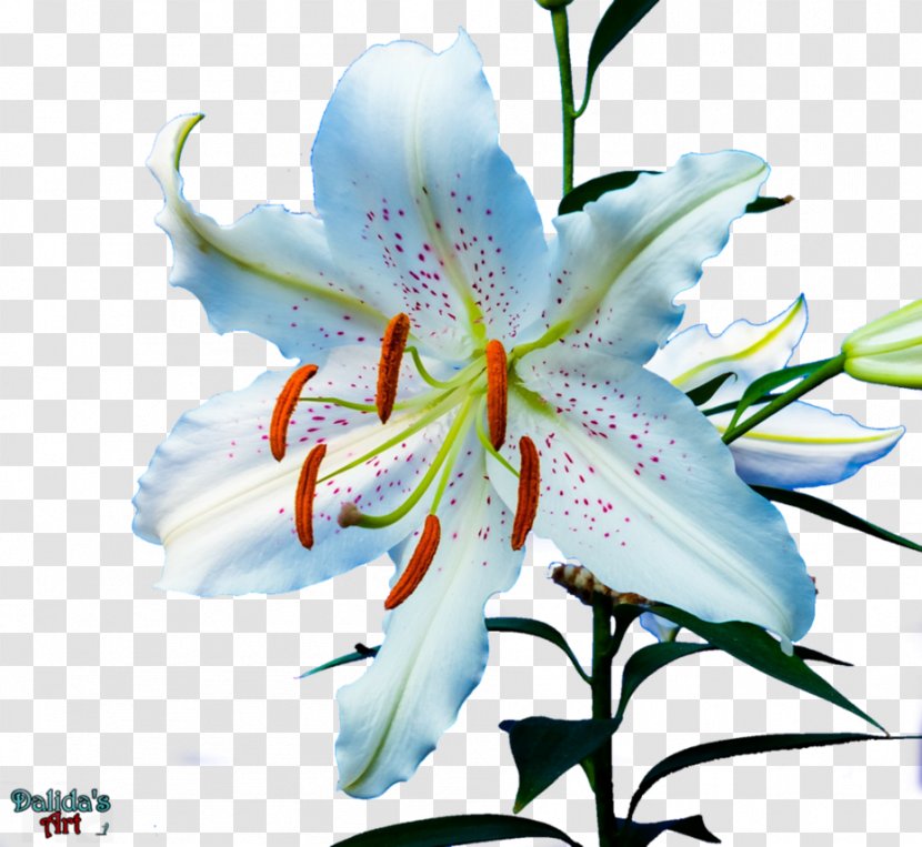 Tiger Lily Flower 'Stargazer' Daylily Golden-rayed - Bulb Transparent PNG