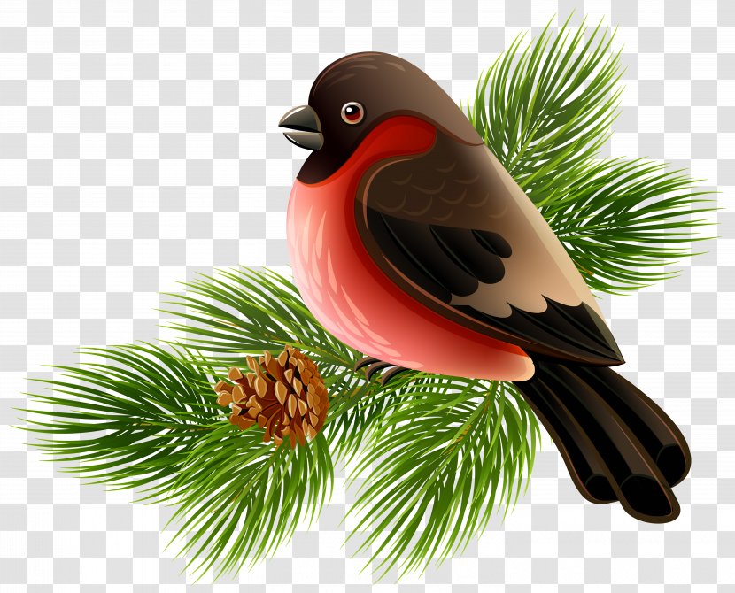 Bird Clip Art - Tree - And Pine Branch Clipart Image Transparent PNG