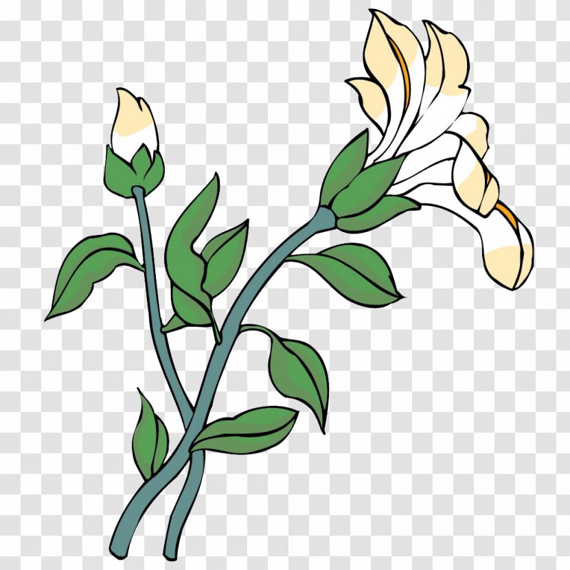 Floral Design Lilium Flower - Frame - Lily Transparent PNG