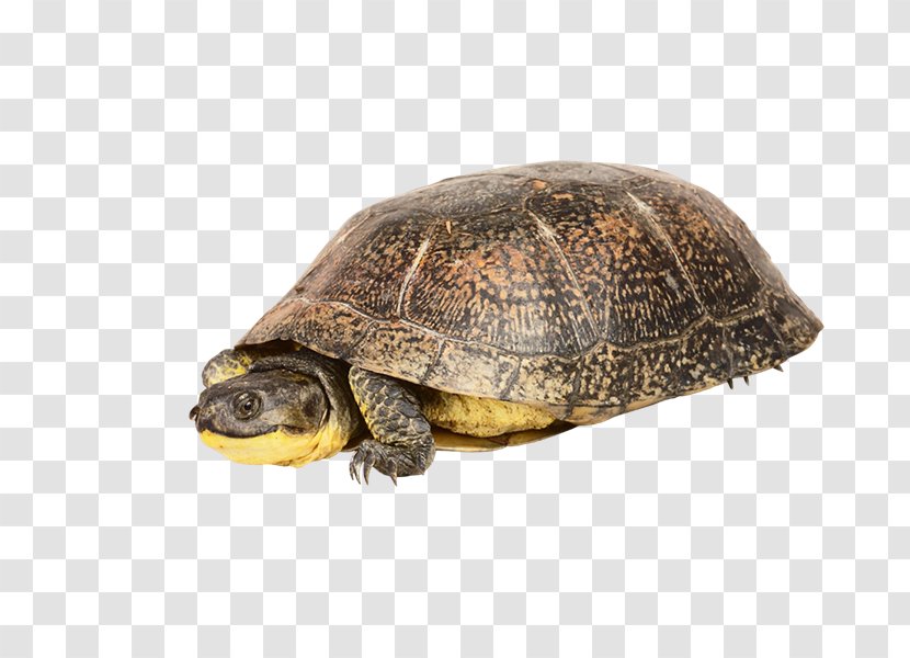 Box Turtles PhotoScape Sea Turtle Tortoise - Gimp - Tortuga Transparent PNG