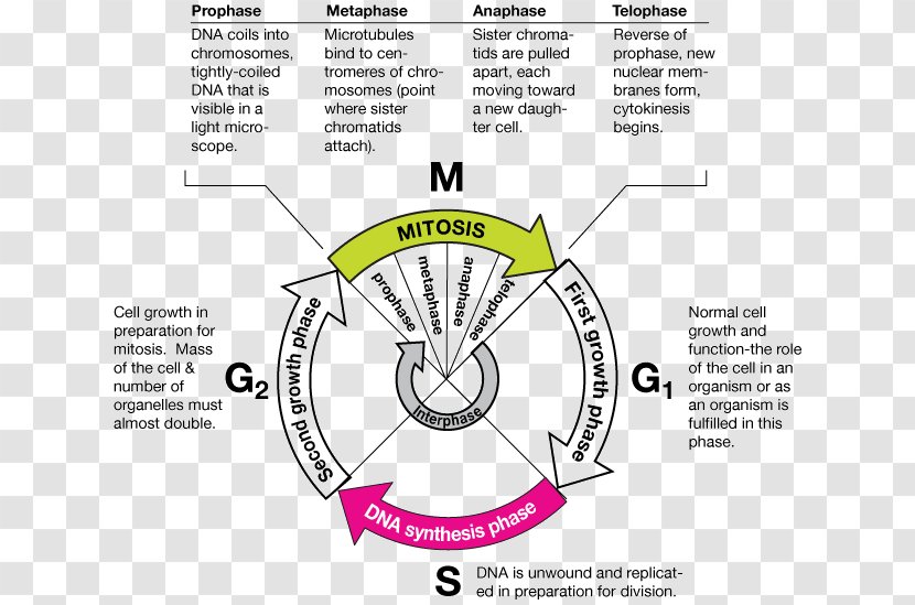 Mitosis Cell Cycle Metaphase DNA Replication - Growth - Biology Transparent PNG