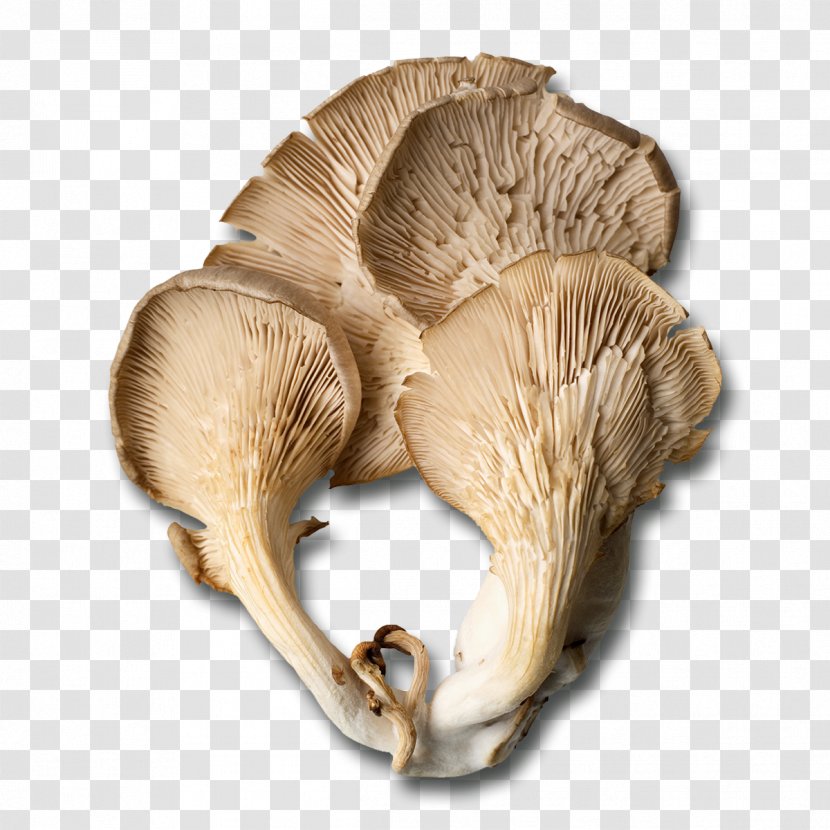 Oyster Mushroom Edible Fungus - Cooking Transparent PNG