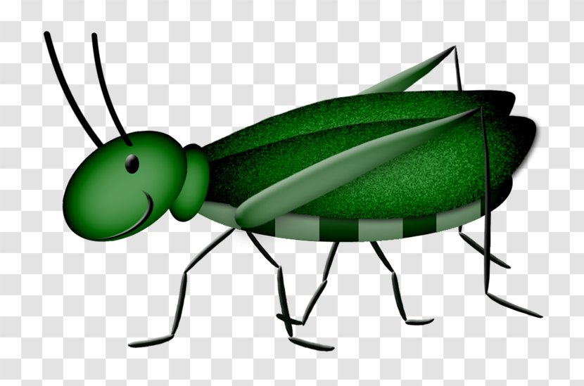 Drawing Caelifera - Cartoon - Green Grasshopper Transparent PNG