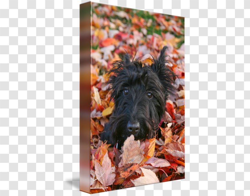 Scottish Terrier Cairn Irish Dog Breed Transparent PNG