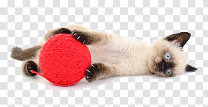 British Shorthair Dog Pet Stock Photography - Cat Playing Line Group Transparent PNG