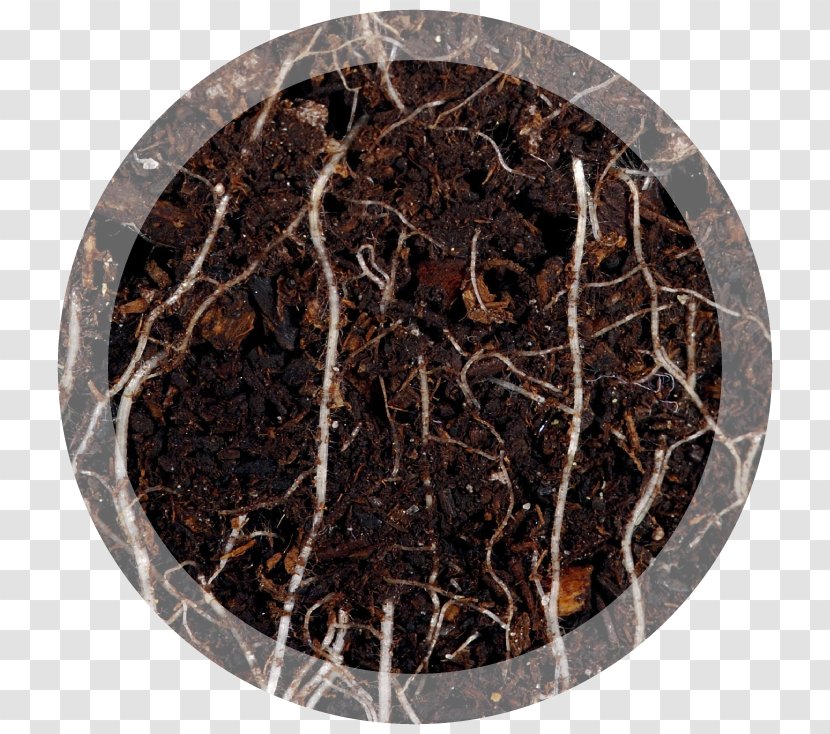 Nutrient Soil Root Foliar Feeding Health - Sod - Turf Transparent PNG