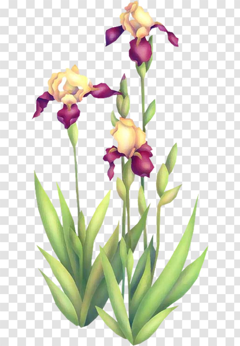 Irises Cut Flowers Floral Design - Flower - Iris Transparent PNG