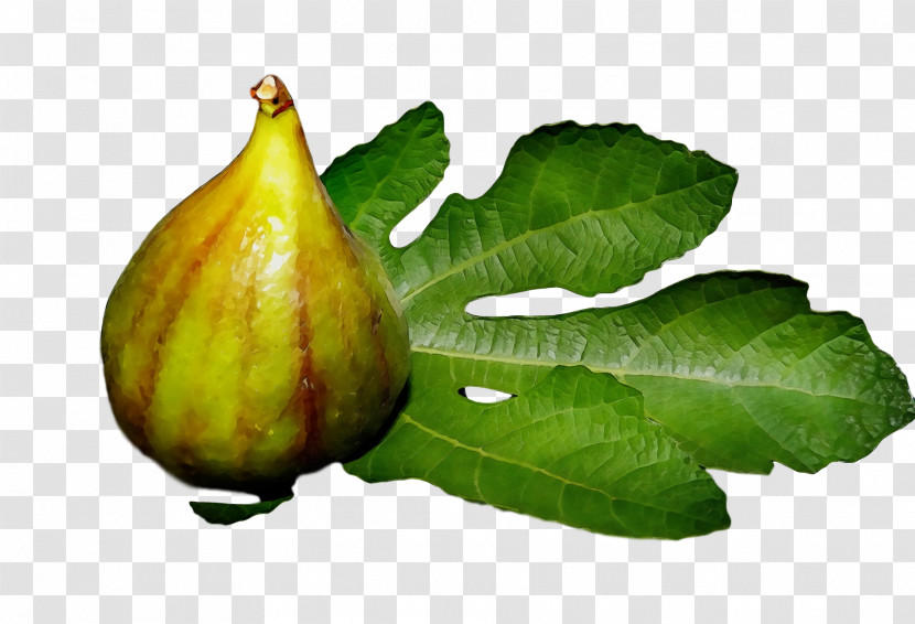 Common Fig Natural Foods Gourd Fig Trees Transparent PNG