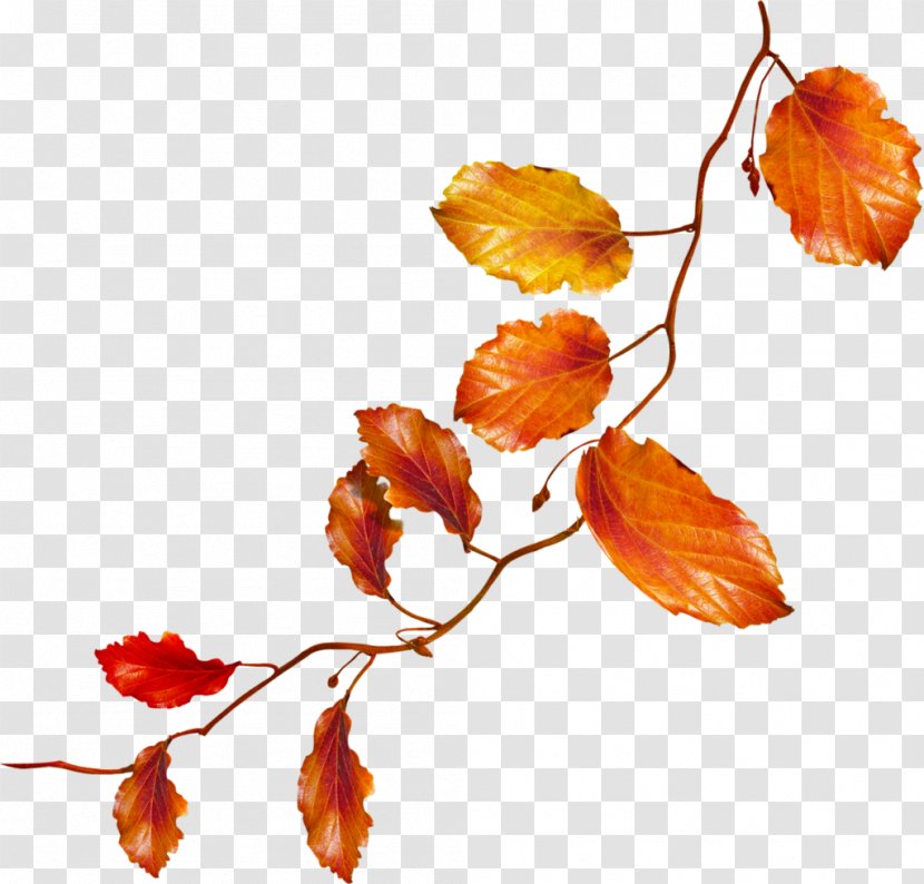 Autumn Flower Clip Art - Albom - Leaves Transparent PNG