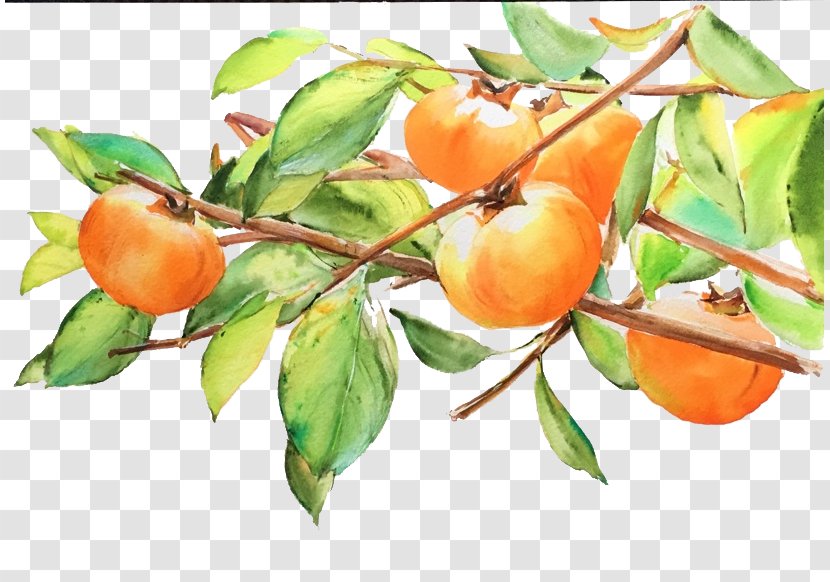 Japanese Persimmon Fruit Drawing - Tree - Pencil Transparent PNG