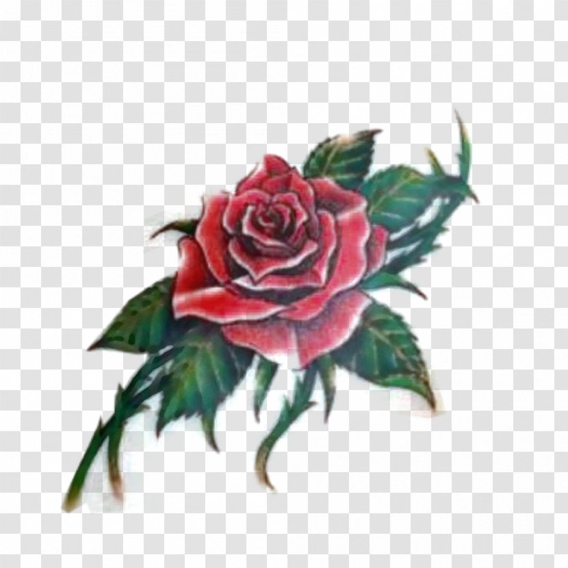 Garden Roses - Plant - Hybrid Tea Rose Cut Flowers Transparent PNG