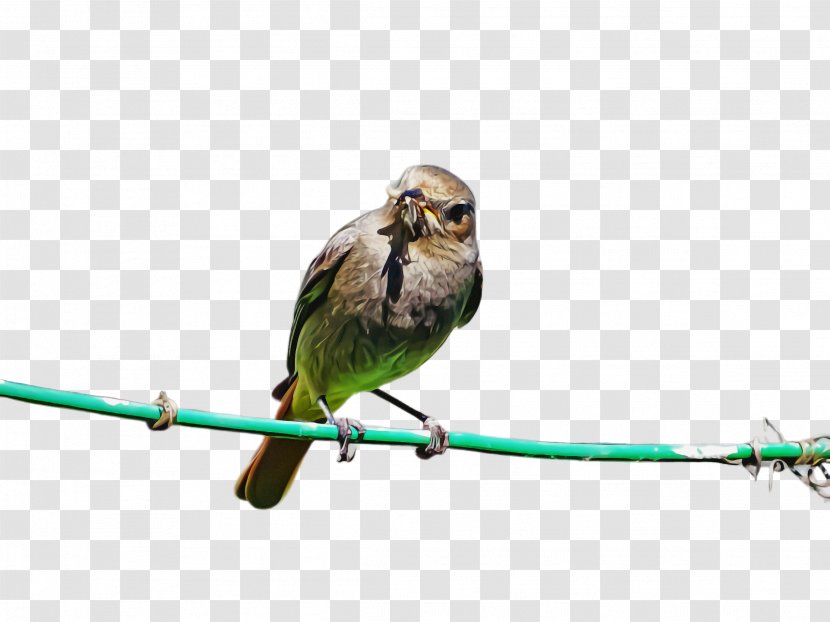Bird Beak Perching Parrot Branch - Finch - Twig Transparent PNG