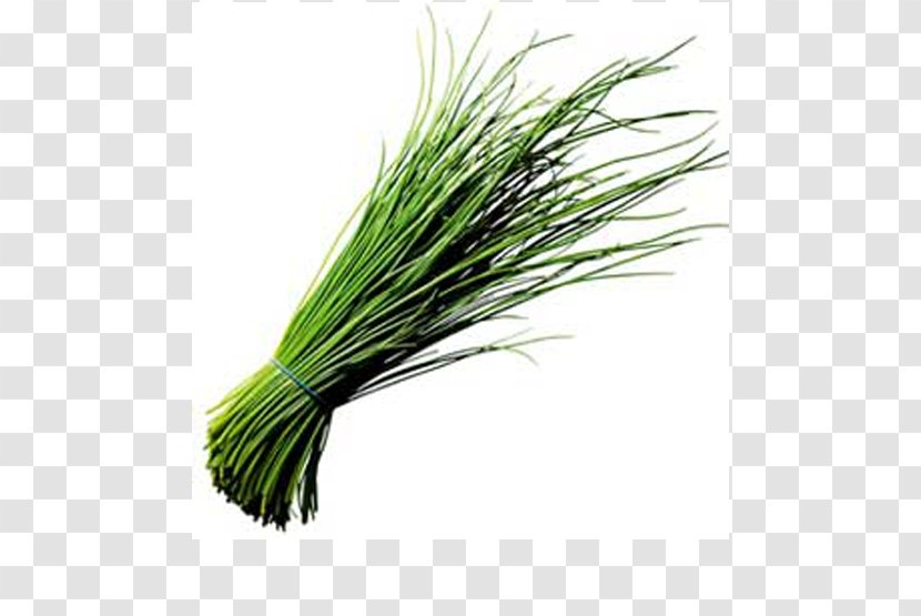 Garlic Chives Onion Scallion Herb - Spice Transparent PNG