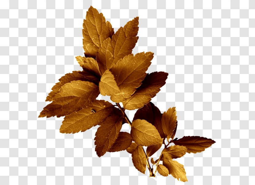 Painting Leaf Drawing - Photography Transparent PNG