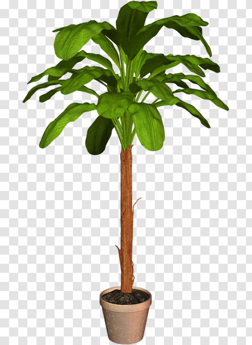 Arecaceae Flowerpot Houseplant - Plant Transparent PNG