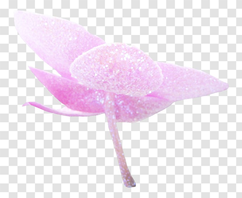 Pink M - Flower Transparent PNG