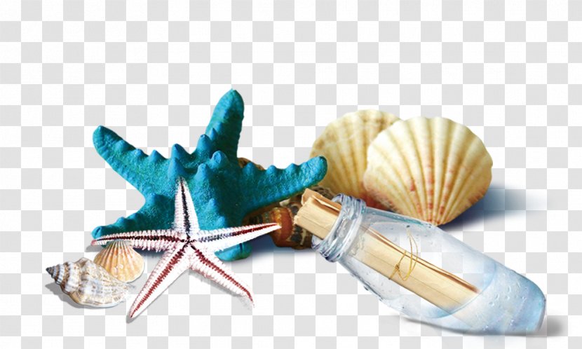 Seashell Bottle - Shells And Starfish Drift Bottles Transparent PNG