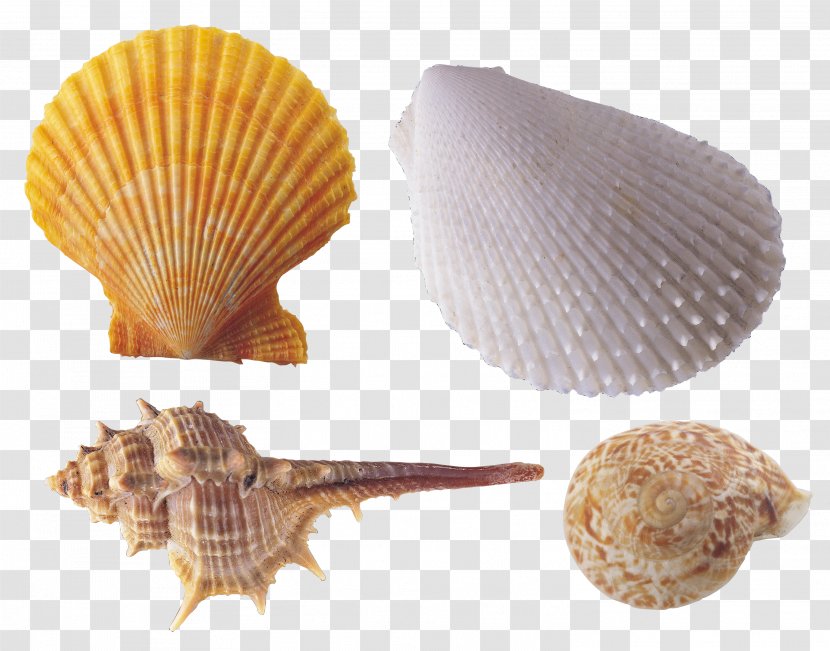 Seashell - Scallop - Conch Transparent PNG