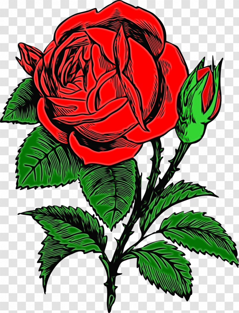 Watercolor Flower Background - Rose Order - Floribunda Hybrid Tea Transparent PNG