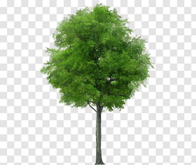 Tree Stock Photography Royalty-free - Branch Transparent PNG