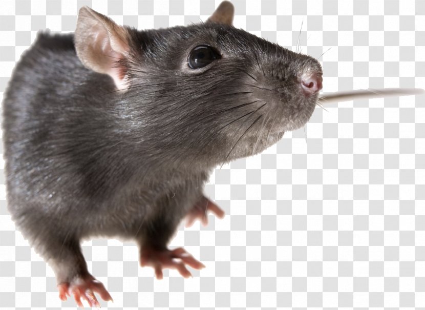 Mouse Rodent Black Rat - Murids - Small Mice And Rats, Transparent PNG
