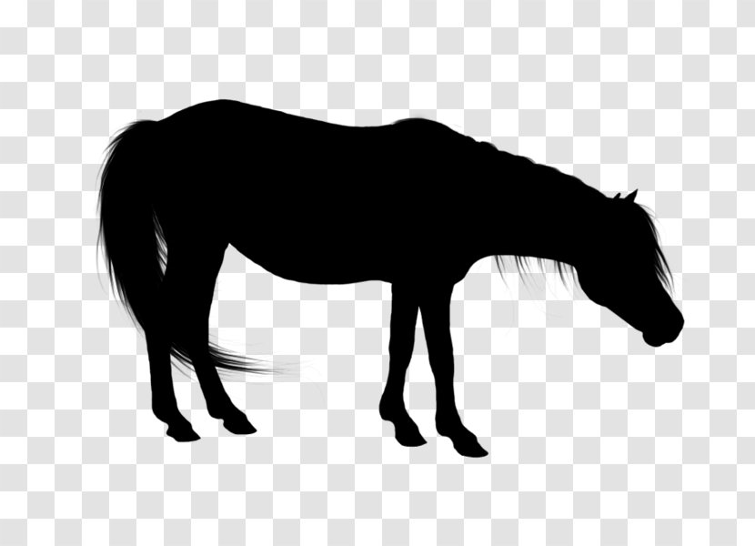 Mule Foal Mare Stallion Mustang - Pony Transparent PNG