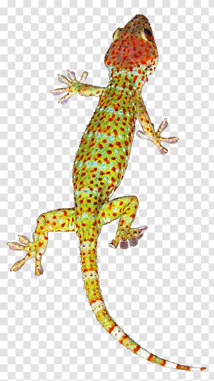 Gecko Clip Art - Organism - Lizard Transparent PNG