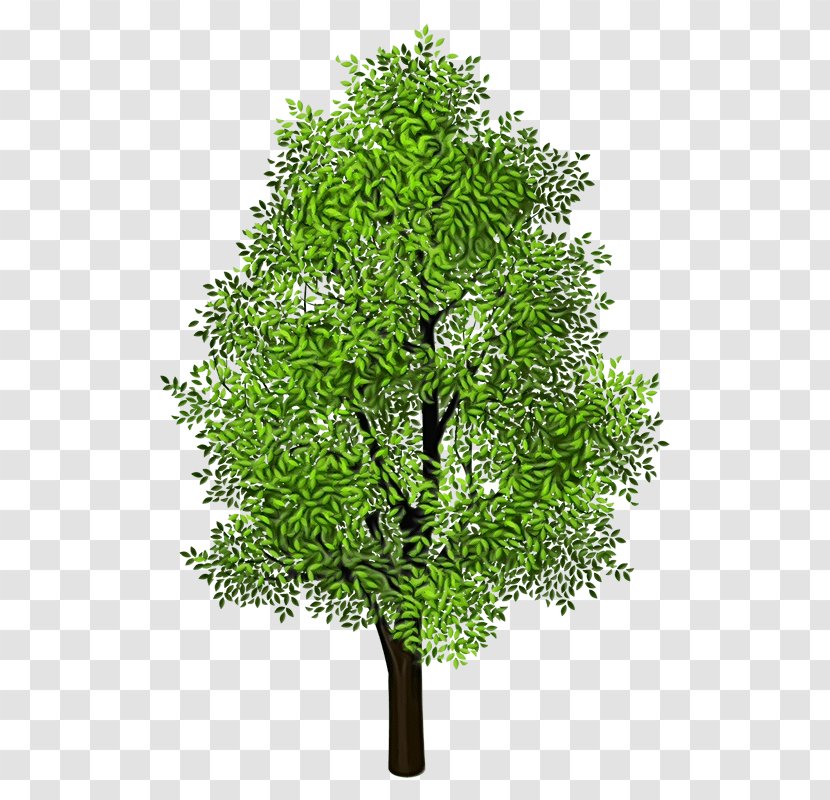 Tree Plant Green Woody Leaf - Stem Branch Transparent PNG