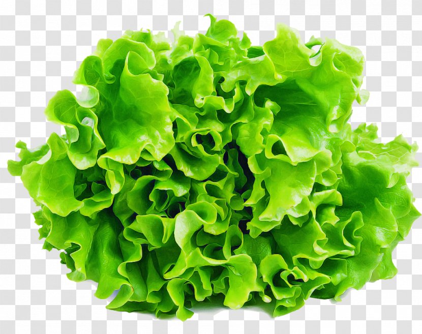 Green Lettuce Leaf Vegetable Blue Sow Thistle - Food Flower Transparent PNG