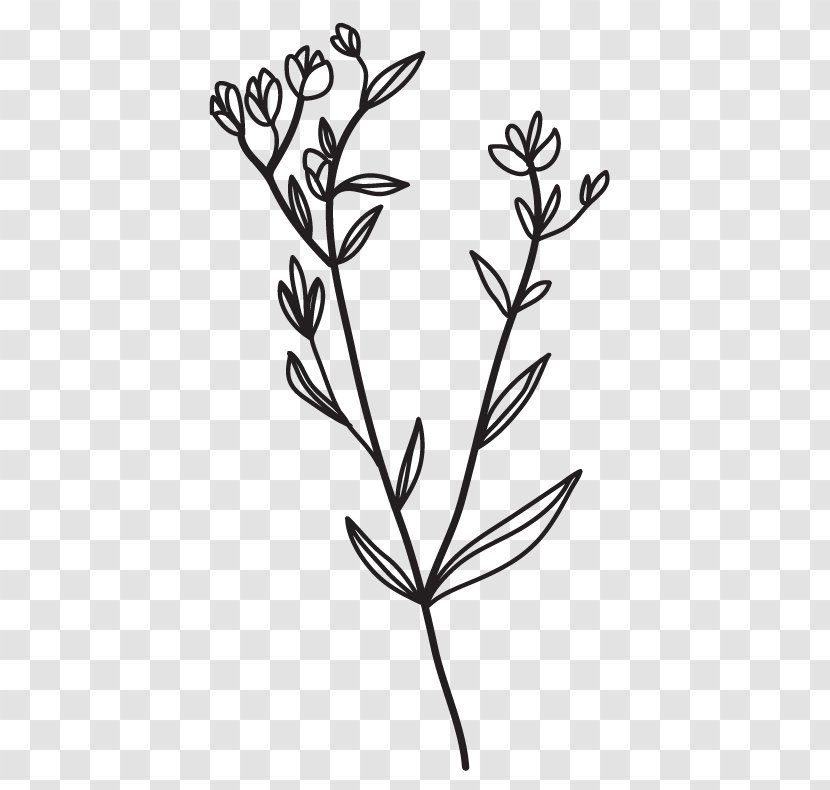 Twig Clip Art Plant Stem Leaf Line - Monochrome Photography - Course Math Transparent PNG